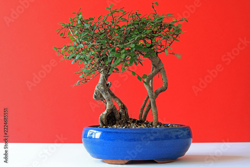 Pair of Chinese elm bonsai trees in a blue ceramic pot.