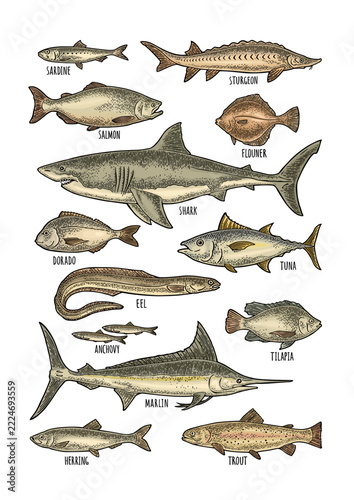 Set hand drawn vintage engrave illustration isolated. Vector clip art collection different fish. Shark, tuna, salmon, tilapia, trout, flounder, dorado, anchovy, eel, sardine, sturgeon, herring, marlin