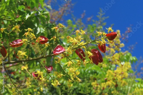 Koelreuteria paniculata red seed pods on branches in Florida nature, closeup