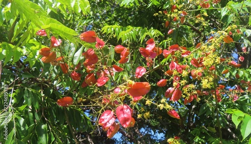 Koelreuteria paniculata red seed pods on branches in Florida nature, closeup