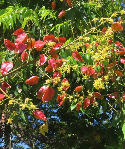 Koelreuteria paniculata red seed pods on branches in Florida nature, closeup