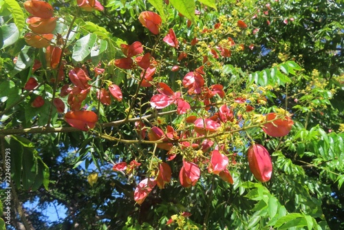 Koelreuteria paniculata red seed pods on branches in Florida nature, closeup