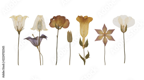 Isolated collection of natural diverse dried pressed flowers, beautiful botanical specimens, artistic display