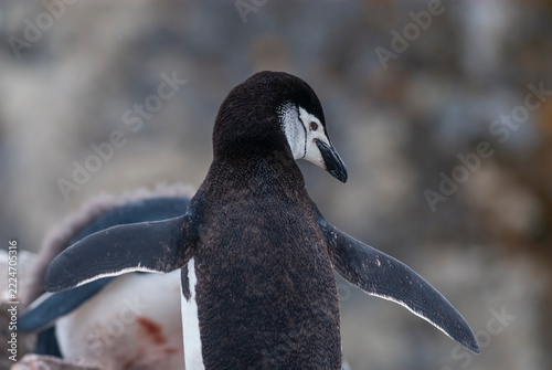 Chinstrap Penguin, Pygoscelis antarcticus,  Half moon island, South Shetland, Antartica.