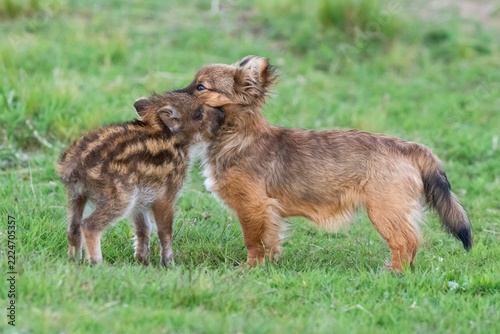Dog and wild boar baby friends,Patagonia , Argentina.