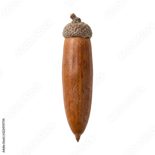 Elongated Chestnut Brown Acorn with Narrow Tapered Nut Shape