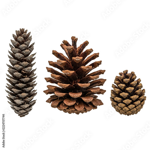 Three Brown Pinecones with Long, Broad and Rounded Natural Shapes