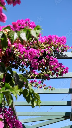 A vibrant pink flower in full bloom with green leaves against a clear blue sky