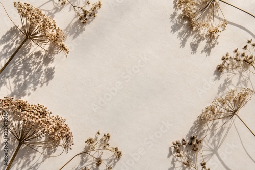 Dried Umbrella Flowers Frame Pale Paper with Delicate Botanical Shadows