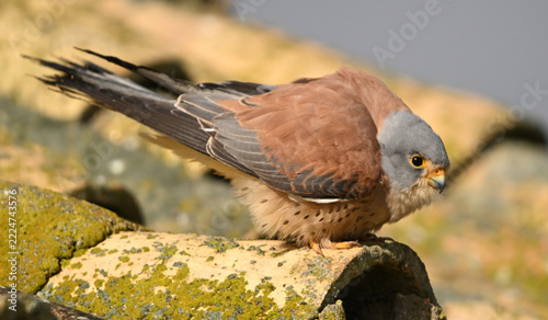 a lesser kestrel perched on an old roof in Spain