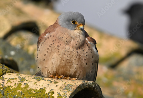 a lesser kestrel perched on an old roof in Spain