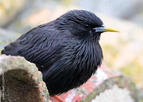a black starling perched in the field in the wild