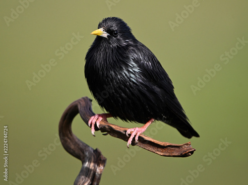 a black starling perched in the field in the wild