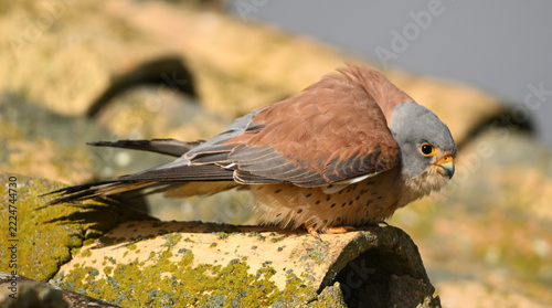 a lesser kestrel perched on an old roof in Spain