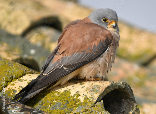 a lesser kestrel perched on an old roof in Spain
