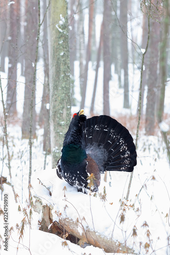 Male Capercaillie (Tetrao urogallus pleskei) lekking in a coniferous forest; breeding habitats in Krasny Bor Reserve, Northern Belarus