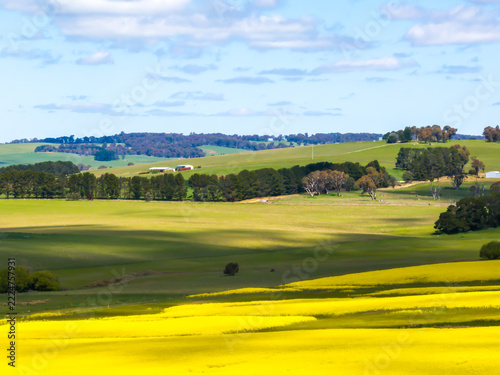 Spring Canola Crop in the NSW Central West Countryside