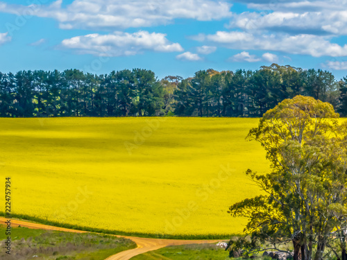 Spring Canola Crop in the NSW Central West Countryside