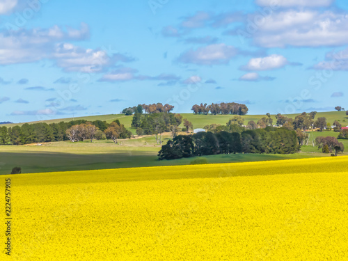 Spring Canola Crop in the NSW Central West Countryside