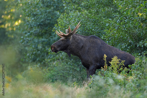  Łoś (Alces alces) moose 