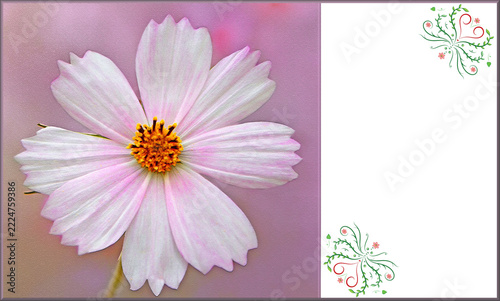 Photo-illustration of a cosmos flower with texture; a greeting card template featuring an ornamental space for your text. 