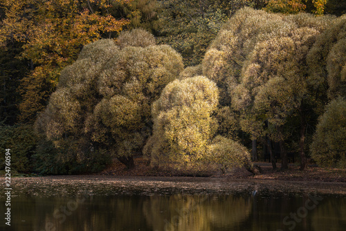 Photography Autumn globe willow trees line Naryshkinsky Pond in Moscow, their rounded crowns reflected in still water