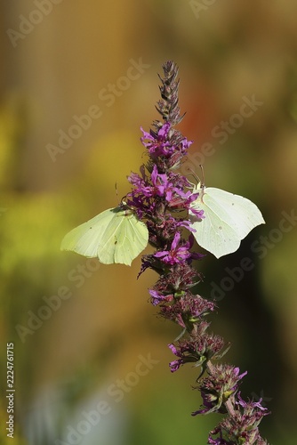 Two brimstone (Gonepteryx rhamni) feeding on a flower of purple loosestrife (Lythrum salicaria), Wilden, North Rhine-Westphalia, Germany