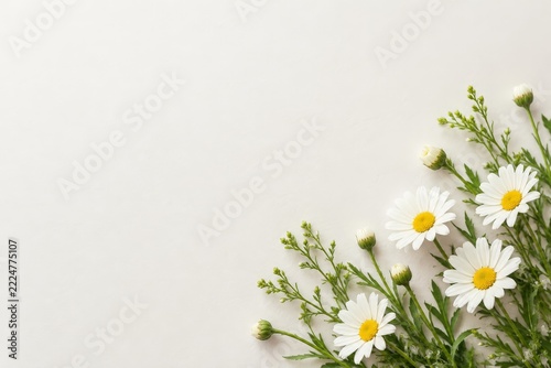 White spring flowers along a pale paper background