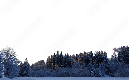 Ein winterlicher Wald mit Nadelbäumen, Laubbäumen und Schnee im Abendlicht, freigestellt in png
