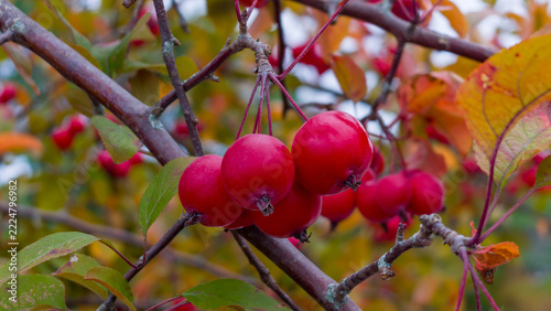 Close-up of bright red crabapples hanging on a branch in autumn