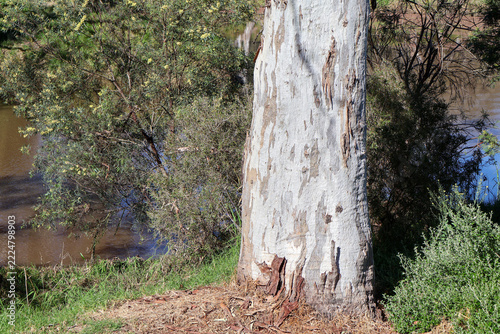 eucalyptus tree on the banks of the werribee river