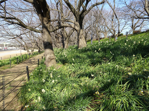 冬の幸手権現堂公園の傾斜地に群生する水仙と桜並木の遊歩道