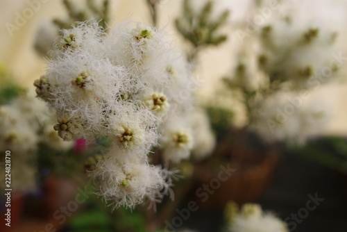 自然の癒しの薬草ティーツリー