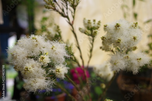 自然の癒しの薬草ティーツリー