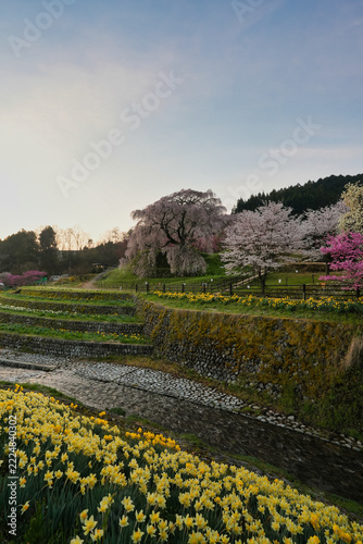 春の朝を彩る又兵衛桜