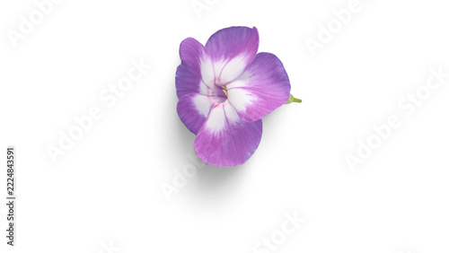 Top view of a single purple and white phlox flower blossom isolated on white background