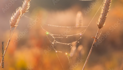 Low Morning Sunlight Illuminating Fine Spider Silk Stretched Between Dry Grasses, Delicate Golden Nature Macro Photography