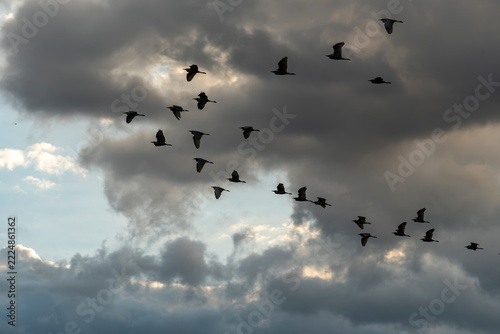 aves volando, bandada de aves, aves silvestres, vuelo de aves, migración de aves, naturaleza, vida silvestre, cielo nublado, nubes grises, cielo dramático, nubes iluminadas, luz natural, rayos de sol,