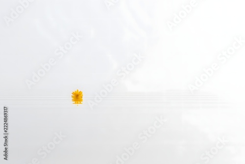 Serene mirror-like water pond with floating yellow blossom and white fog