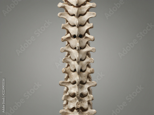 Human spine vertebrae illustration in 3d medical view