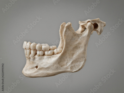 Lower jawbone with teeth from animal skull model