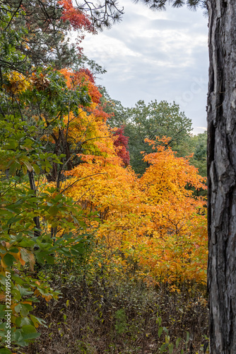 Photography Colorful trees during fall in Toronto