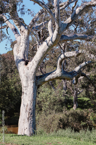 eucalyptus tree with hollows on the banks of the werribee river