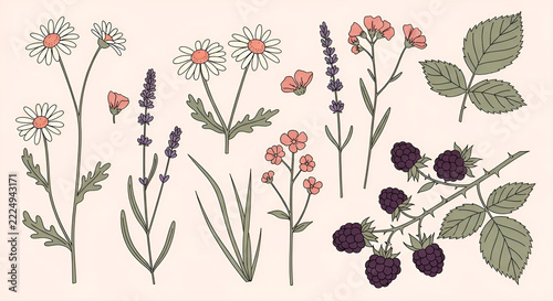 Hand drawn botanical set featuring daisies lavender blackberries and wildflowers on a light beige background for nature and garden themes