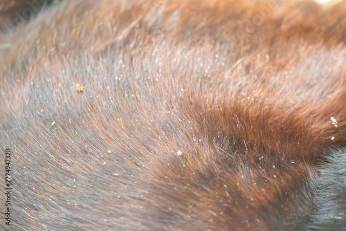 Closeup of glossy reddish brown animal fur texture in warm sunlight, full frame natural background