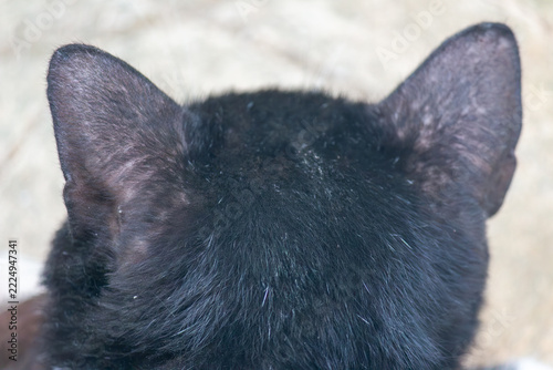Back view of a black cat head with two pointed ears and soft dark fur on a blurred beige ground