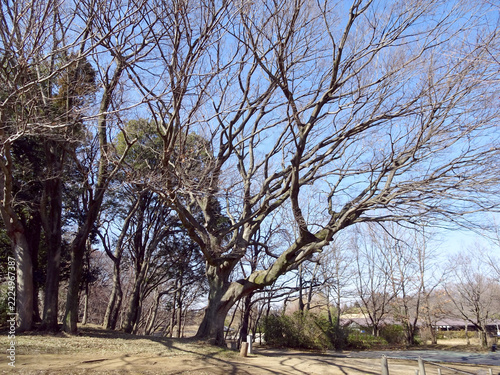 冬の古河公方公園の巨木「鴻巣の一本榎」（エノキの大木／茨城県・2月