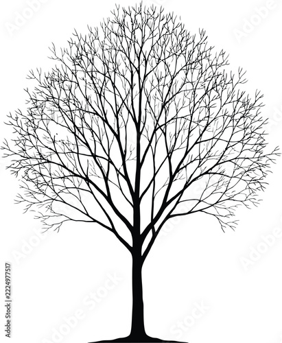 Tree vector silhouette showing detailed bare branches without