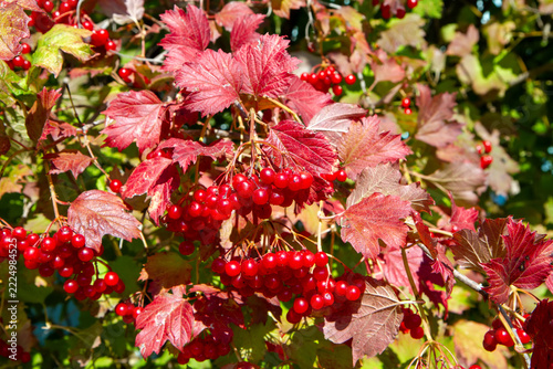 Close-up shot of vibrant red viburnum berries and rich autumn foliage glowing under sunny weather. Perfect natural background for fall seasonal concepts, nature, flora, and thanksgiving themes.