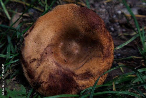 Overmature bay bolete cap from above in the evening (Imleria badia)
